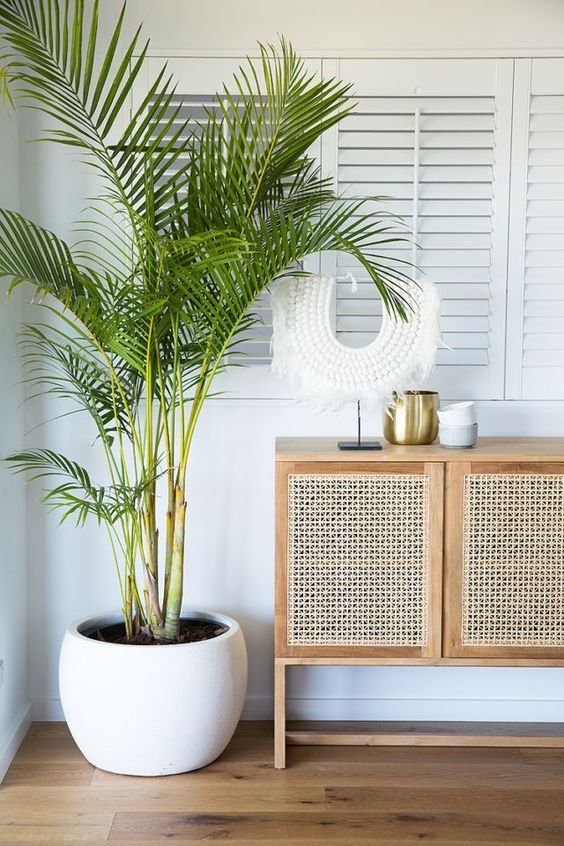 Large Palm Plant In White Pot Adds Tropical Flair