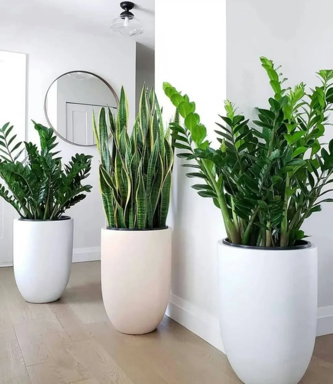 Tall White Planters Create a Minimalist Entryway Statement