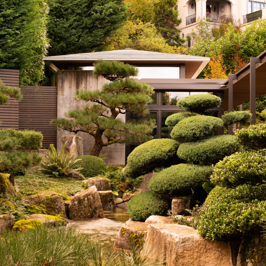 Sculpt Juniper Bushes into Cloud-Like Forms