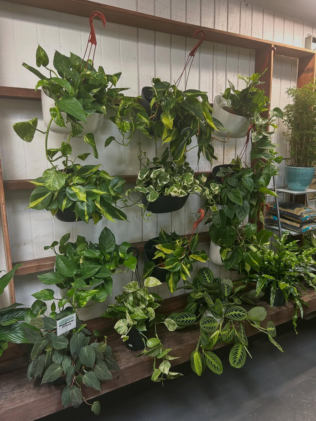 Wooden Shelving Unit for Tiered Hanging Plant Displays