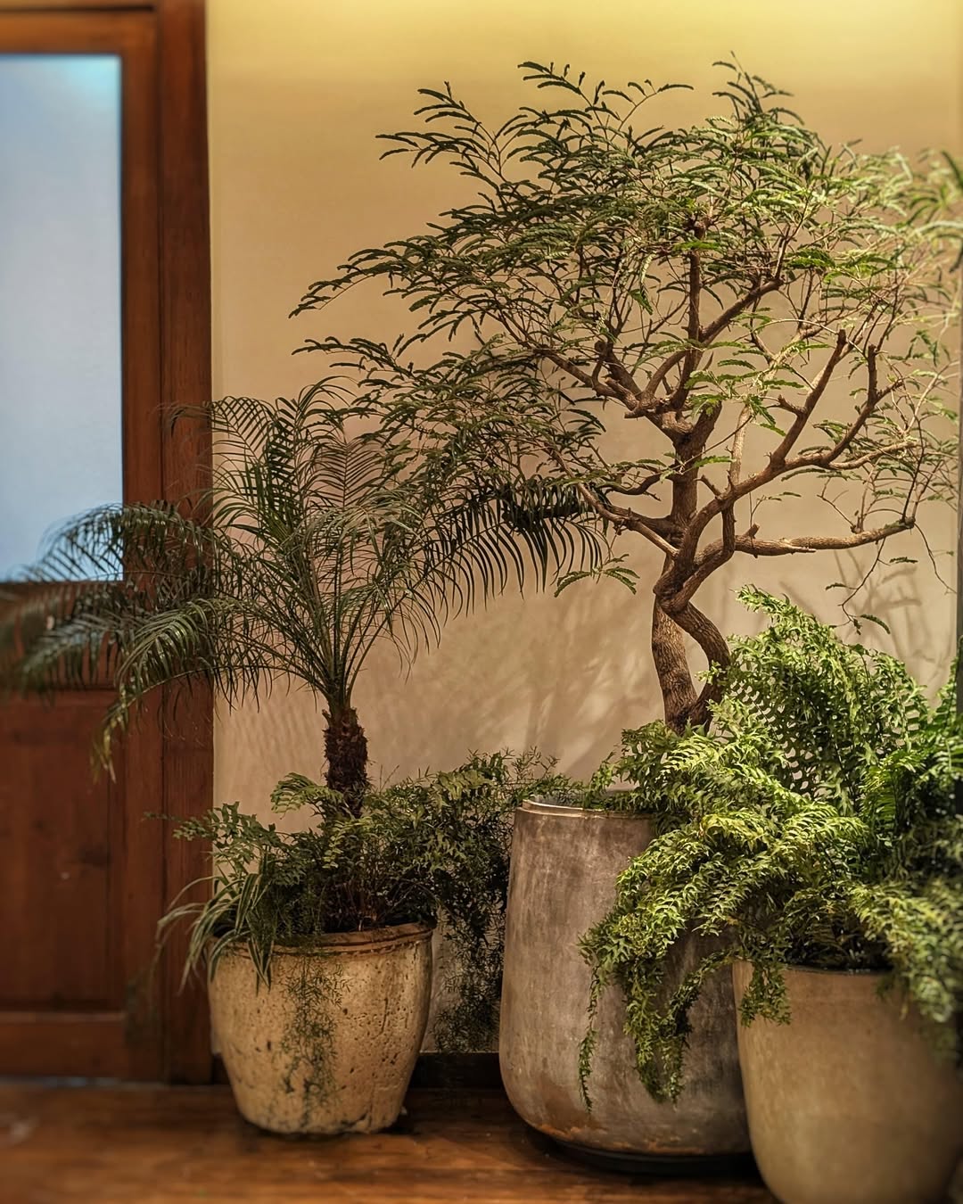 Textured Concrete Planters for a Lush, Layered Look