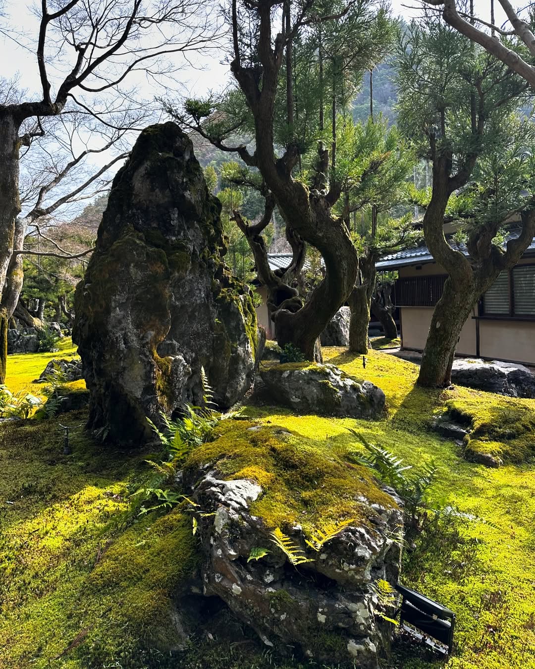 Moss-Covered Boulders Creating Naturalistic Garden Layers
