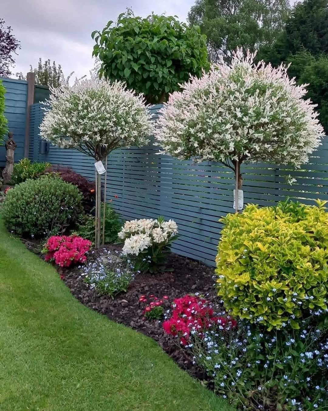 Introduce Striking Contrast with Variegated Trees