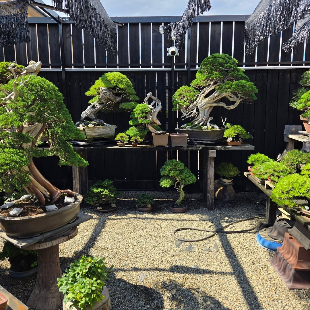 Wooden Shelving Units For Layered Bonsai Displays