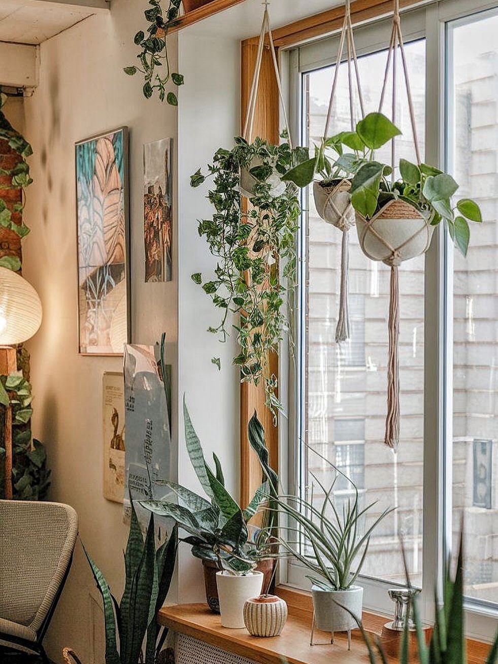 Hanging Macrame Holders for Cascading Plants Near Windows
