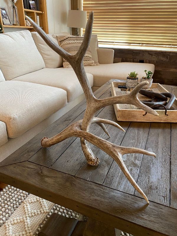 Natural Antler Sculpture for Coffee Table Display