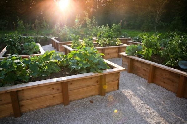 Wooden Raised Beds Create Organized Garden Rows