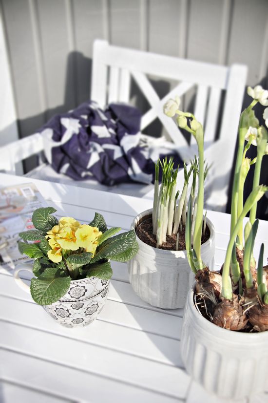 Patterned Mug Adds Whimsy To Yellow Primrose Display