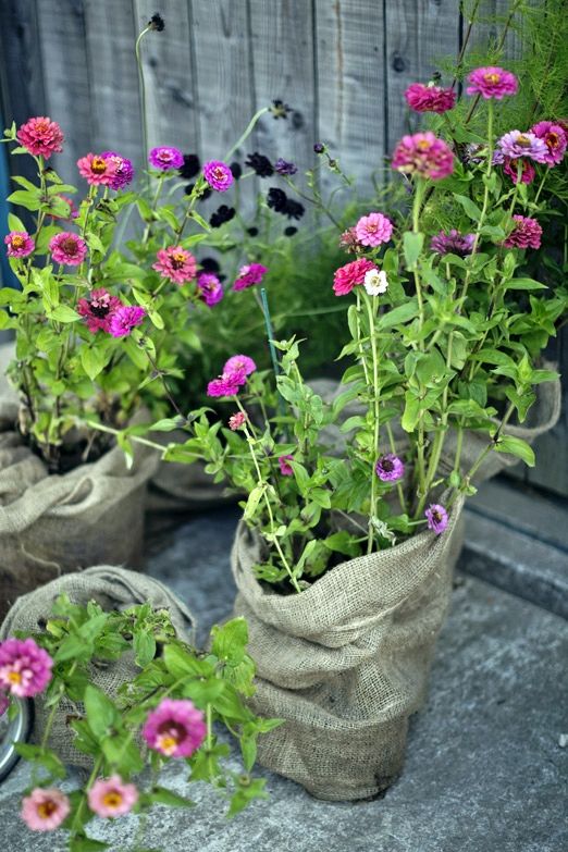 Burlap Wraps Add Rustic Texture to Potted Flowers