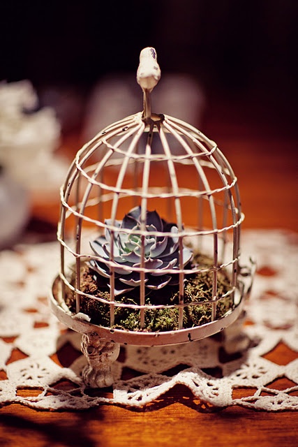 House a Succulent in a Petite Bird Cage
